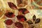 CHANGING LEAVES II Poster Print by Eric Yang - Item # VARPDXEY21675